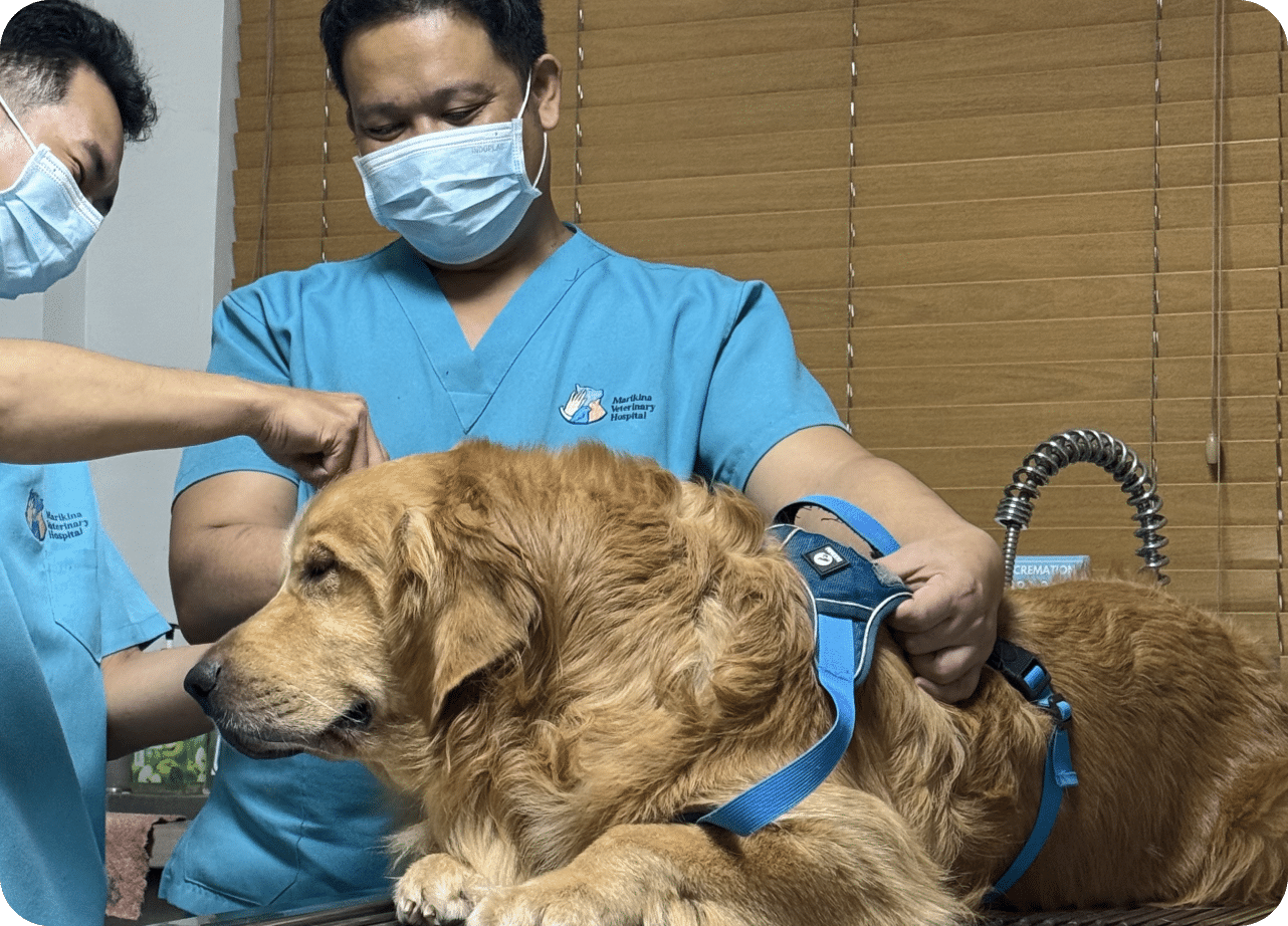 A golden retriever being groomed