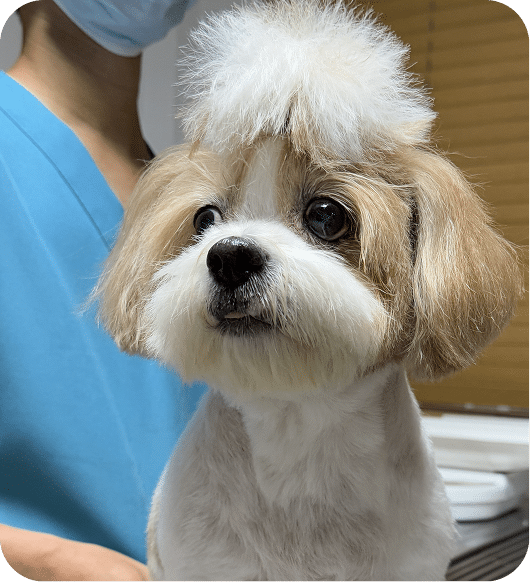 pet check up at veterinary clinic