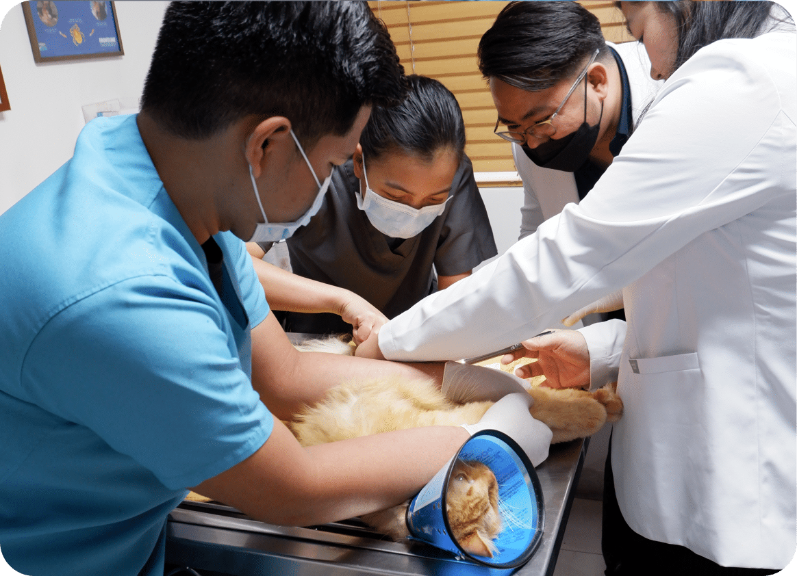 A cat undergoing a surgery.