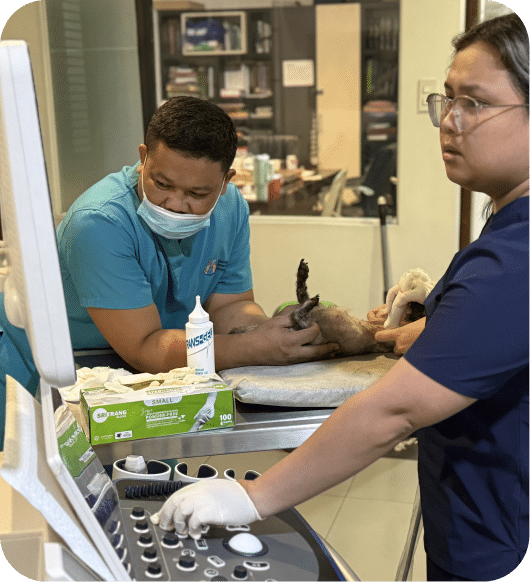 A vet doing a laboratory testing.