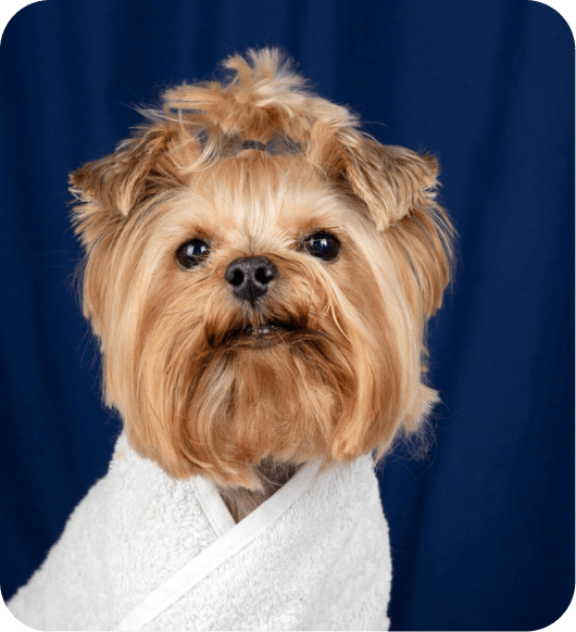A dog ready for grooming.
