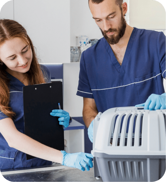 A pet getting ready for a transport.