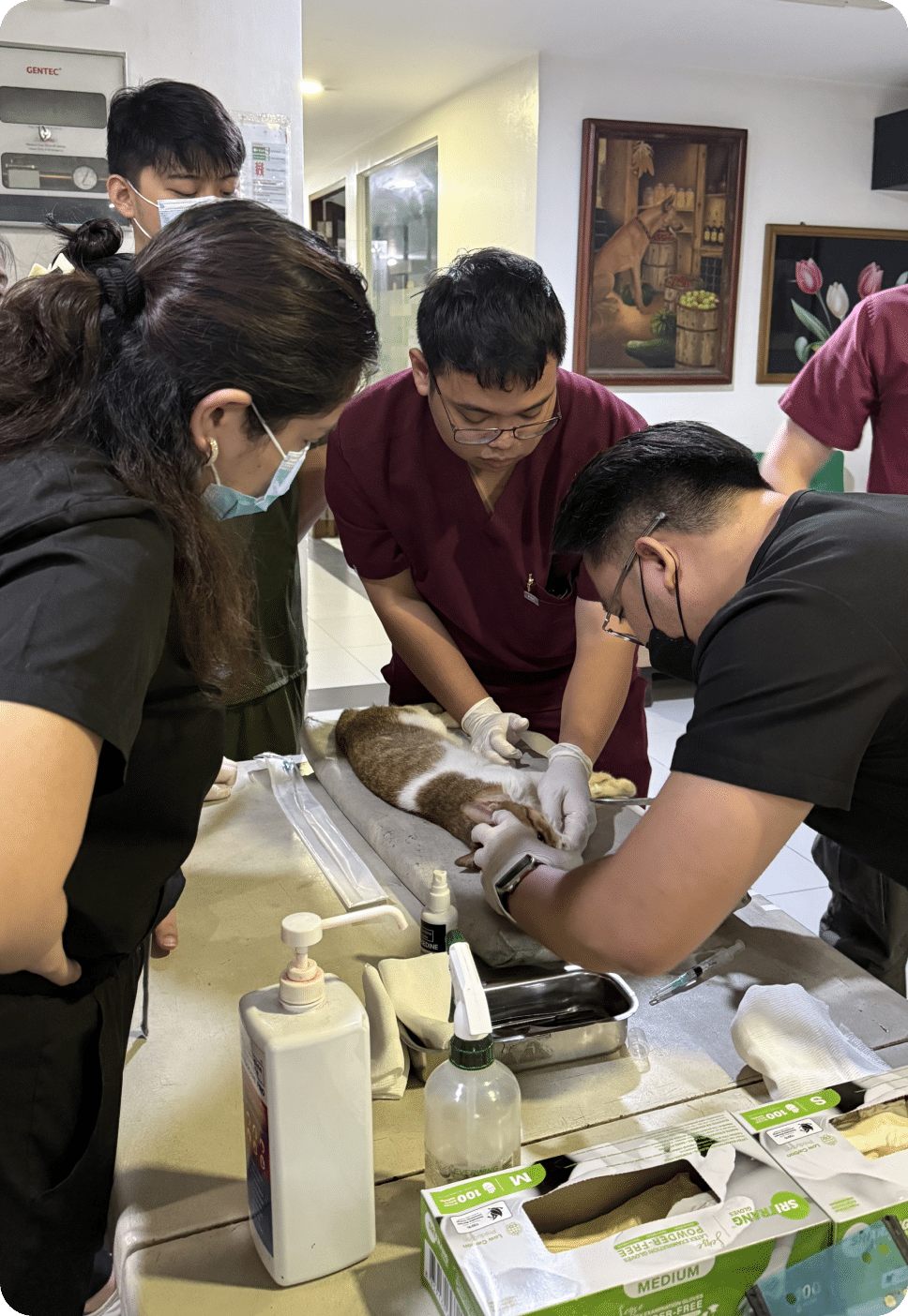 A cat lying on the table and being checked by vets.