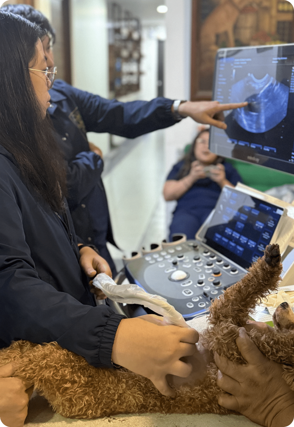 Laboratory testing of a brown dog.