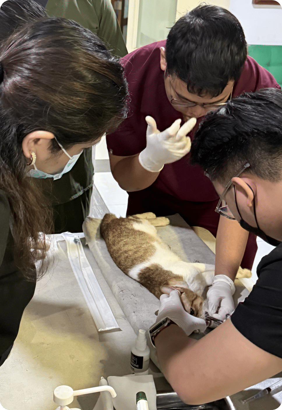 Tooth extraction with a cat.