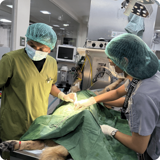 A dog undergoing an emergency care.