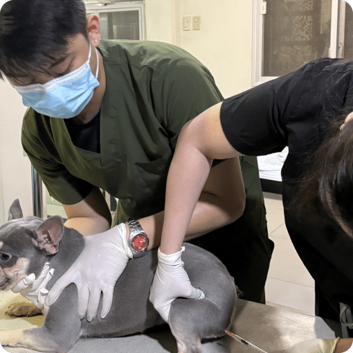 A dog being checked up by a veterinary doctor.