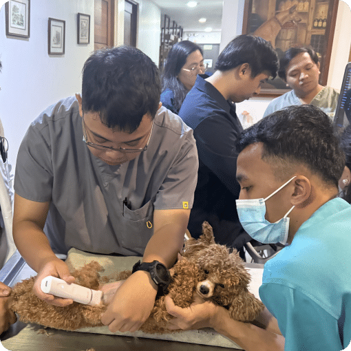 A dog being checked up using a diagnostics tool.