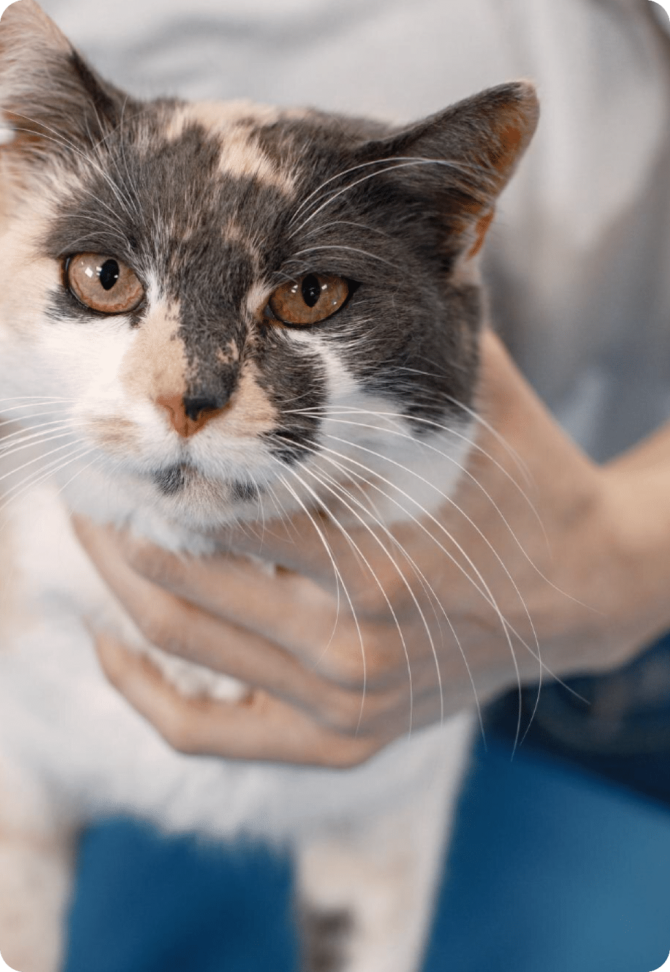 A cat with brown eyes.