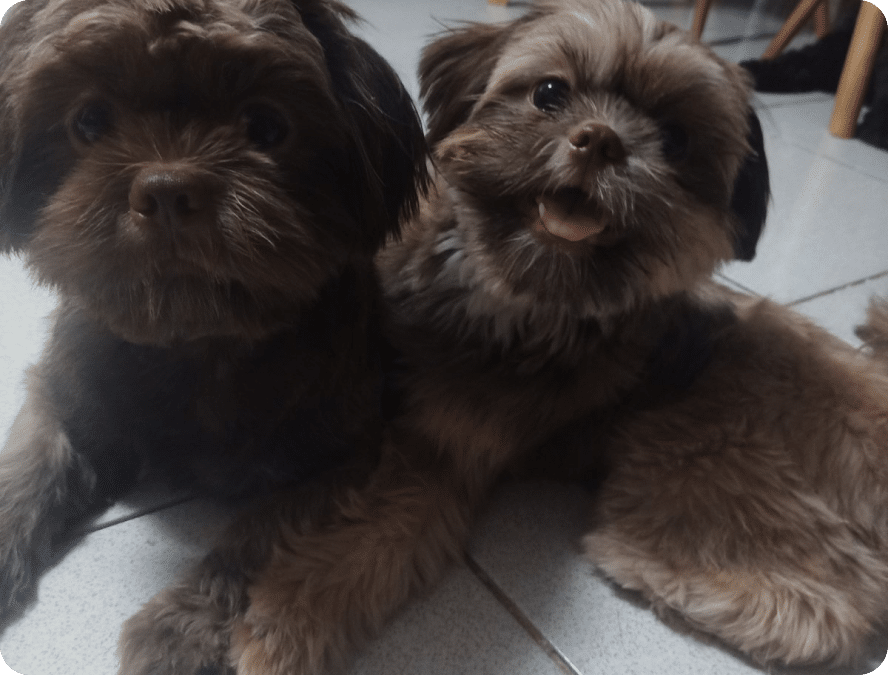 Two happy shih-tzu dogs.